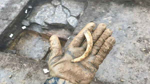 14. ரோமன் மருத்துவ பொருள்: 