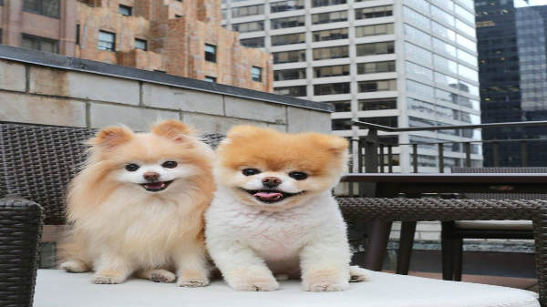  பட்டி இறப்பு: 