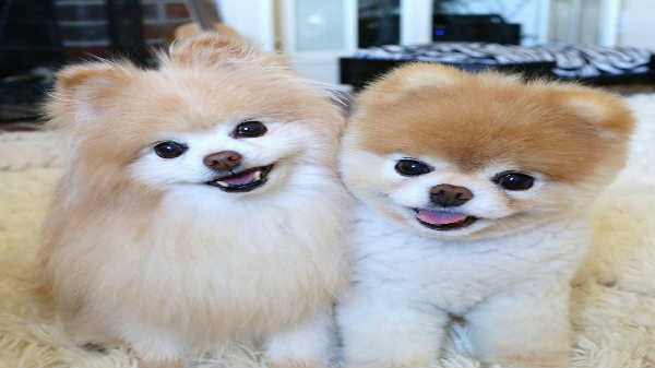 பூ மற்றும் பட்டி வாழ்கை: 