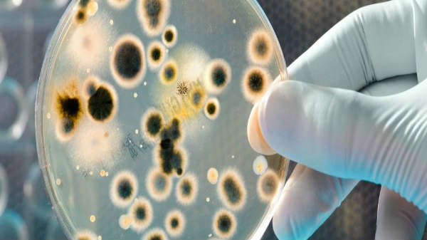 340  கோடி ஆண்டுகள் படிக்கற்கள்:   