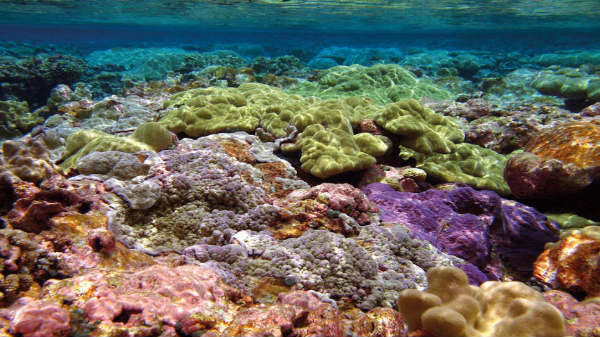 3. ஜுராசிக் நுண்ணுயிரிகள் இன்னும் ஹேங்: 