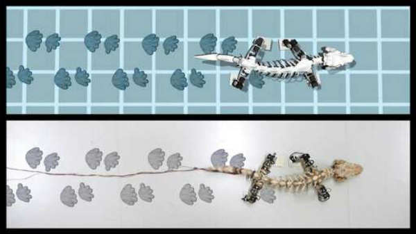 அதிசயம்: புதைபடிமத்தில் இருந்து படைக்கப்பட்ட ரோபோ விலங்கு.!