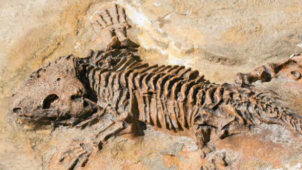 அதிசயம்: புதைபடிமத்தில் இருந்து படைக்கப்பட்ட ரோபோ விலங்கு.!