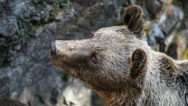 தவறுதலாக மாற்றி எறியப்பட்ட ஐபோன்