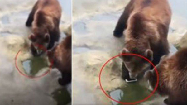 ஐபோனை பார்த்து கரடிகள் நடந்துகொண்ட விதம்