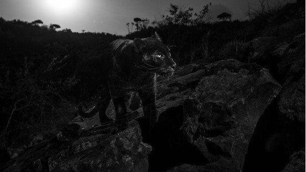 பிளாக் பாந்தர்