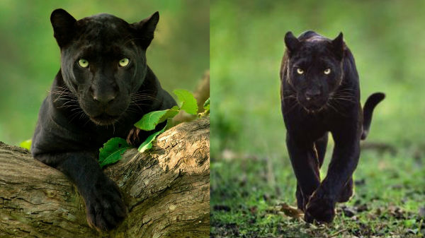  1909 ஆம் ஆண்டில் பிளாக் பாந்தர்