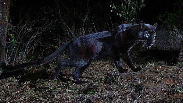 100 ஆண்டுகளுக்குப் பிறகு பிளாக் பாந்தர்