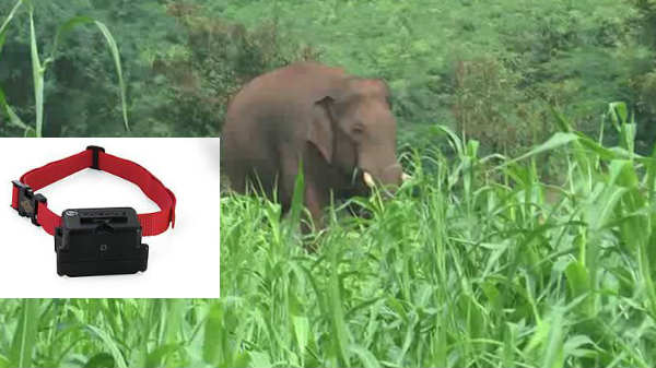 ரேடியோ காலர்: