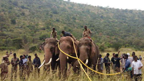 சின்னத்தம்பியை பிடிக்க இரண்டு கும்கிகள்: