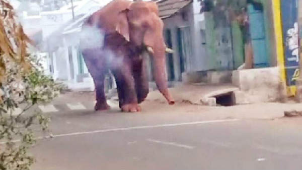 கும்கியாக மாற்றப்படும்: 