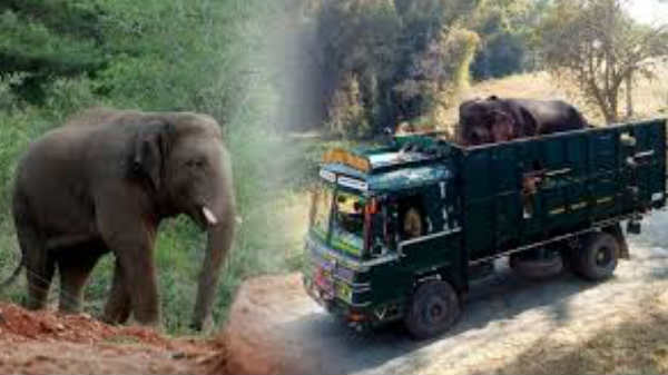  டாப்சிலிப் பகுதியில் விடப்பட்டது:  