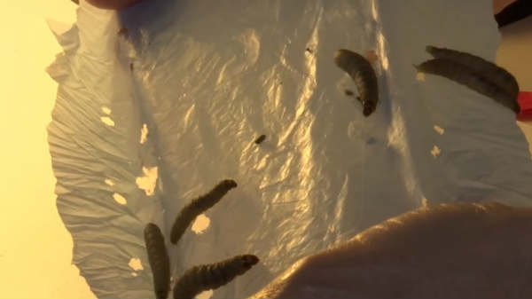 மிகவும் எதிர்பாராத கண்டுபிடிப்பு!