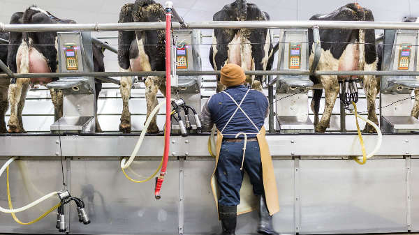 500 கால்நடைகளின் சிறுநீர் மாதிரிகள்  பரிசோதனை 