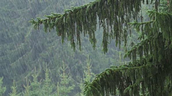 காடுகளில் மழை பெய்யும் வாய்ப்பை அதிகரிக்கும்!