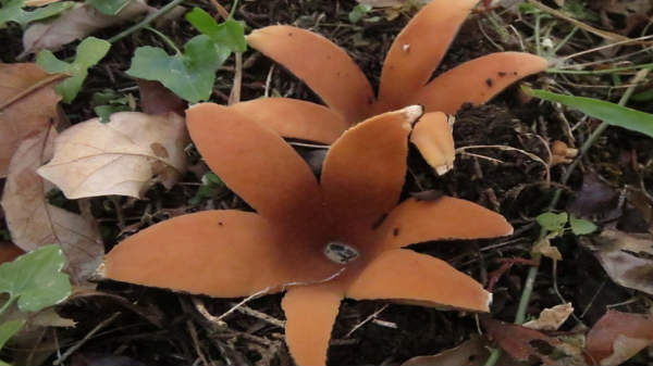  02. இந்த காளான் டெக்சாஸ் மற்றும் ஜப்பானில் மட்டுமே வளர்வது ஏன்?