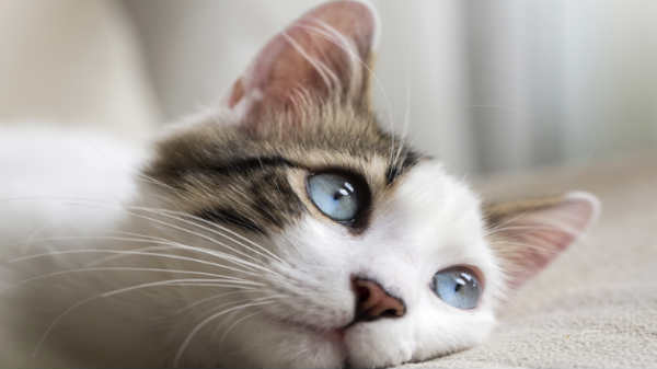 07. பூனைகளின் 