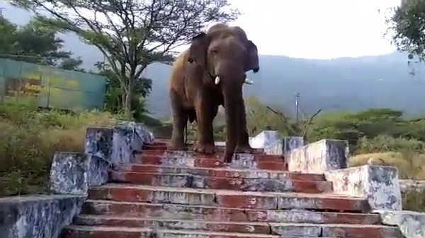 கோவையில் பிடிக்கப்பட்ட விநாயகன்: