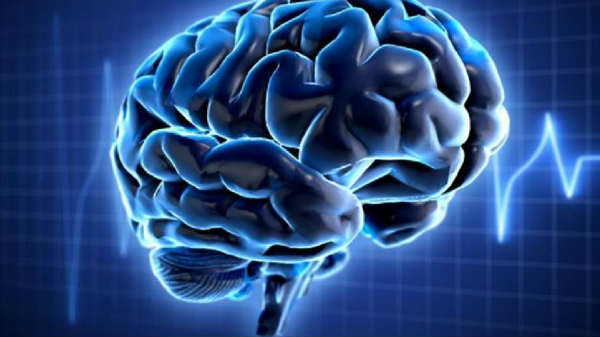 மூளையின் பின்பகுதி: