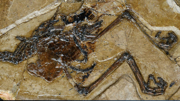 சாதாரண முட்டை போல் இல்லாமல் 