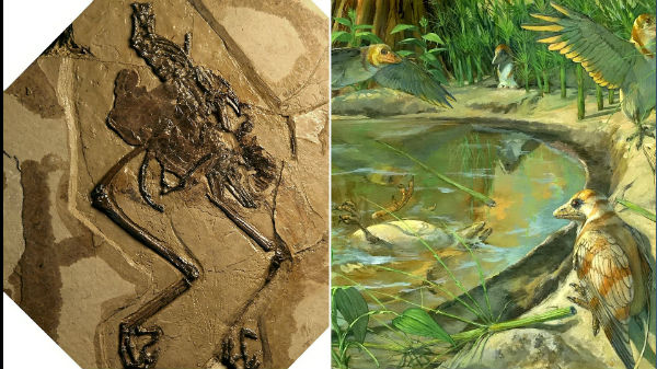 அவிமாயிய ஸ்விவீட்ஸேரே