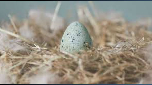 உடலமைப்பு 