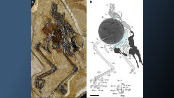 கருமுட்டை ஆராய்ச்சி 