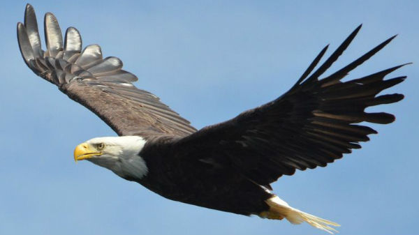 உலகை திரும்பி பார்க்க வைத்த கழுகு 