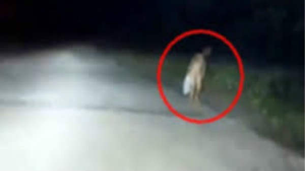 குள்ள மனிதர்கள் நடமாட்டம்: 