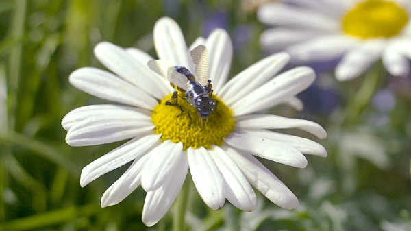 5. ரோபோ தேனீக்கள்