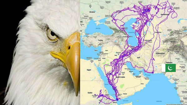 பாகிஸ்தான் எல்லையை கடக்காத கழுகு