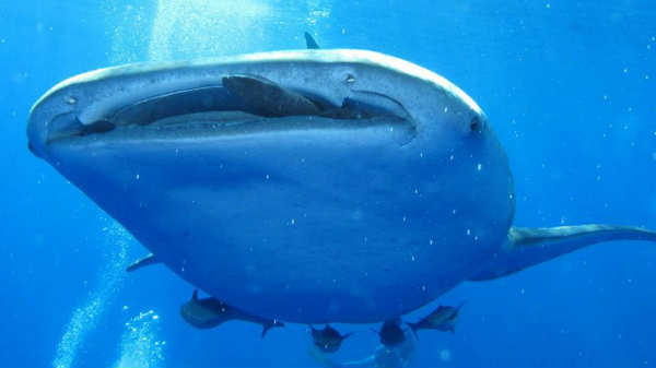 கேமரா பொருத்திய ரஷ்ய திமிங்கலம்: 