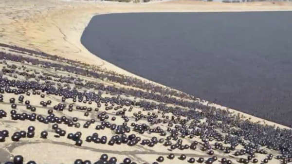 லாஸ் ஏஞ்சல்ஸ் குளம்: