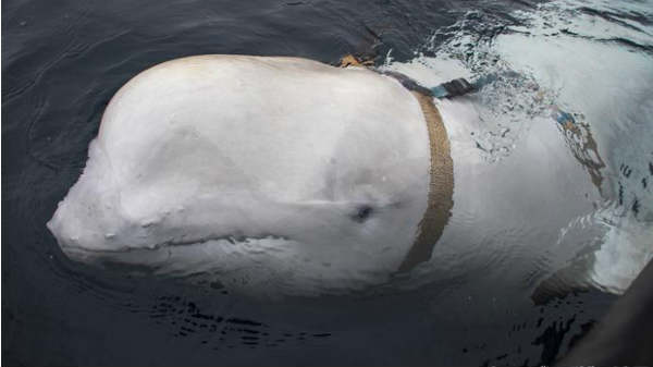  கேமரா இல்லலை: 