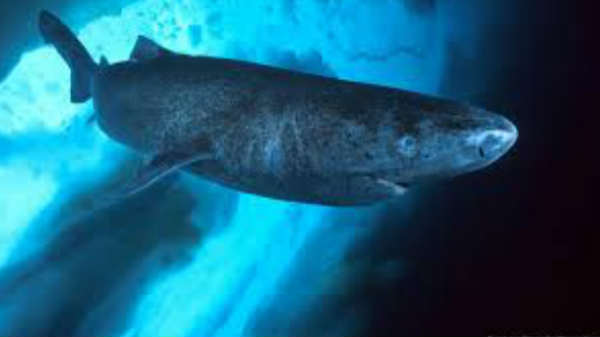 பெலுகா திமிங்கலம்: