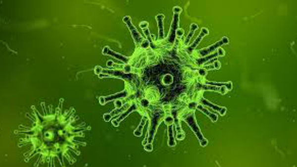 பாக்டீரியா வகை 