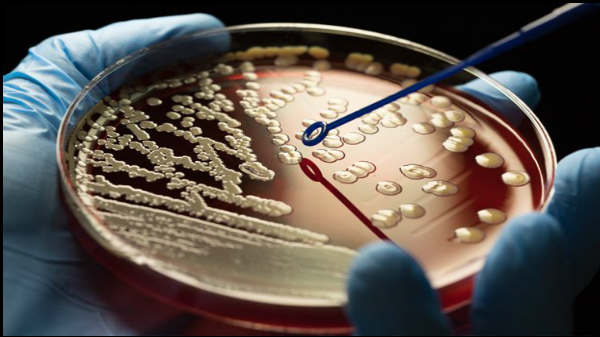 பூஞ்சைகள் மற்றும் பாக்டீரியாக்கள் 