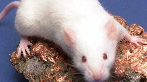 13. நைட் விஷன் உள்ள எலிகள்