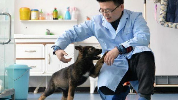 9. குளோனிங் போலீஸ் நாய்கள்