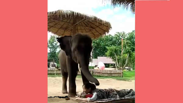 யானை மசாஜ் செய்து பார்த்திருக்கிறீர்களா?  இங்க பாருங்க.!   வைரல்.!