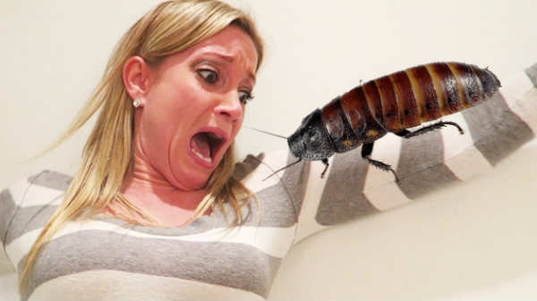 மற்றொரு பெண் மீது ஏறியது: 