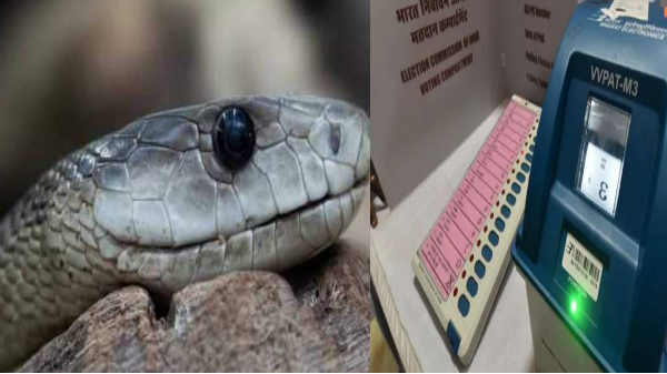 ஒப்புகைச் சீட்டு இயந்திரத்தில் பாம்பு