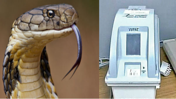 படம் எடுத்து ஆடிய பாம்பு 