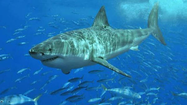 ரஷ்யா கடற்படை தளம்: