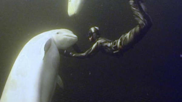 குழப்பமான முடிவு: 