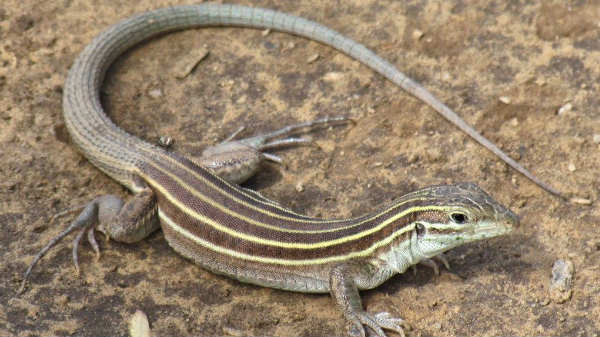 #1 பாலைவன கிராஸ்லேண்ட் விப்டெய்ல் பல்லிகள்: