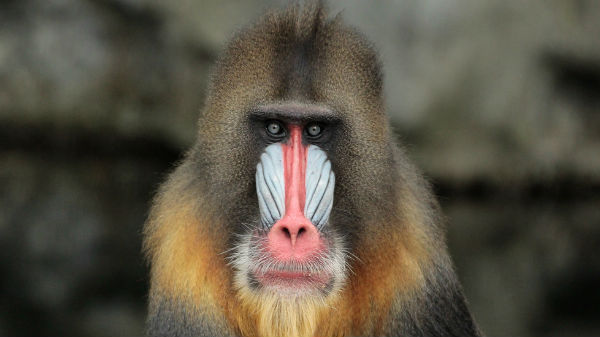 #5 பீட்டா மேண்ட்ரில்: