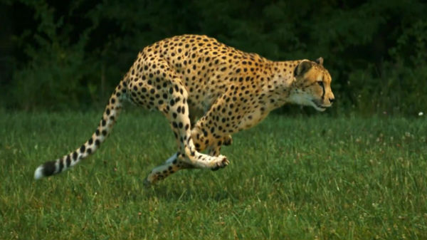 #9 சிறுத்தை சாரா: