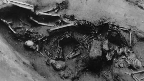 மனிதர்களுக்கு பதிலாக பலியிடப்பட்ட நாய்க்குட்டிகள்!  