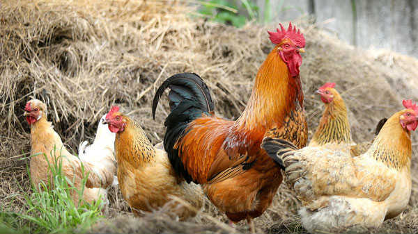 கோழி வளர்ப்பு மற்றும் புதைபடிவ எரிபொருட்கள் 